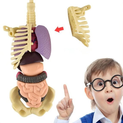 3D Human Body Torso Model for Kid