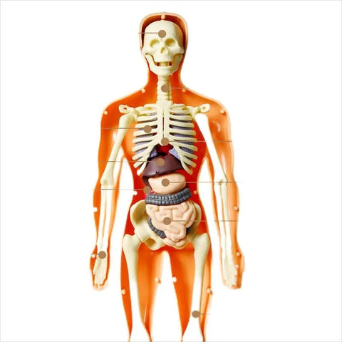 3D Human Body Torso Model for Kid