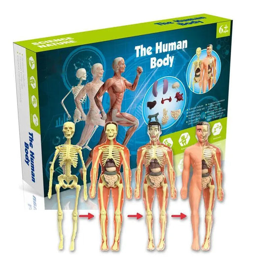 3D Human Body Torso Model for Kid