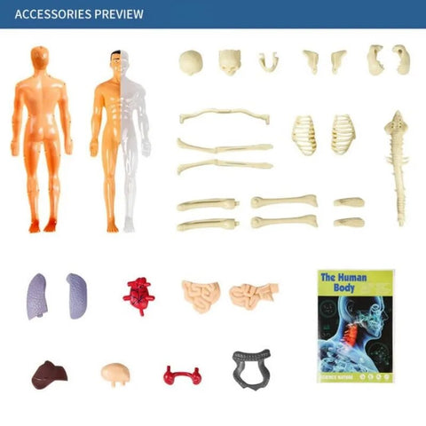 3D Human Body Torso Model for Kid