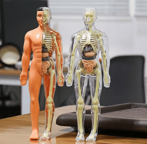 3D Human Body Torso Model for Kid